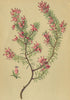 ALPENFLORA ALPINE FLOWERS. Erica carnea L-Rosenheide 1897 old antique print