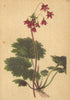 ALPENFLORA ALPINE FLOWERS. Cortusa Matthioli L-Heilglöcklein 1897 old print