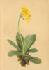 ALPENFLORA ALPINE FLOWERS. Primula auricula L-Aurikel 1897 old antique print