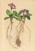 ALPENFLORA ALPINE FLOWERS. Primula villosa Jacq-Zottige Primel 1897 old print