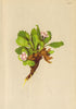 ALPENFLORA ALPINE FLOWERS. Primula viscosa Vill-Klebrige Primel 1897 old print