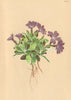 ALPENFLORA ALPINE FLOWERS. Primula wulfeniana Schott-Wulfen's Primel 1897
