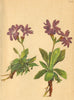 ALPENFLORA ALPINE FLOWERS. Primula clusiana Tausch-Clusius Primel 1897 print