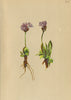 ALPENFLORA ALPINE FLOWERS. Primula glutinosa Wulf-Blauer Speik 1897 old print