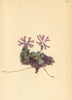 ALPENFLORA ALPINE FLOWERS. Primula minima L-Zwergprimel 1897 old antique print