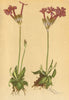ALPENFLORA ALPINE FLOWERS. Primula longiflora All-Langblumige Primel 1897