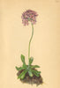 ALPENFLORA ALPINE FLOWERS. Primula farinosa L-Mehlprimel 1897 old print