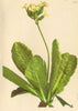 ALPINE FLOWERS. Primula elatior Jacq-Hochstengliger Himmelsschlüssel 1897