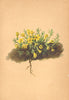 ALPENFLORA ALPINE FLOWERS. Douglasia vitaliana (L. ) Hook-Goldprimel 1897
