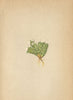 ALPINE FLOWERS. Aretia imbricata Pax-Dachziegelblättriger Mannsschild 1897