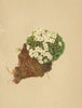 ALPENFLORA ALPINE FLOWERS.Aretia helvetica(Gaud.)Nym-Schweizer Mannsschild 1897