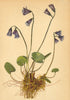 ALPENFLORA ALPINE FLOWERS. Soldanella alpina L-Gemeines Alpenglöckchen 1897