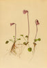 ALPENFLORA ALPINE FLOWERS. Soldanella pusilla Baumg-Kleines Alpenglöckchen 1897