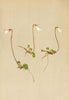 ALPENFLORA ALPINE FLOWERS. Soldanella minima Hoppe-Zwerg-Alpenglöckchen 1897