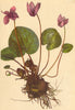 ALPENFLORA ALPINE FLOWERS. Cyclamen europaeum L-Erdscheibe 1897 old print