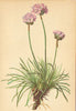 ALPENFLORA ALPINE FLOWERS. Armeria alpina (Hoppe) W-Alpengrasnelke 1897 print
