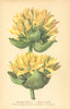 ALPENFLORA ALPINE FLOWERS. Gentiana lutea L-gelber Enzian 1897 old print