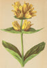 ALPENFLORA ALPINE FLOWERS. Gentiana punctata L-Punktirter Enzian 1897 print