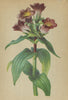 ALPENFLORA ALPINE FLOWERS. Gentiana purpurea L-Purpurrother Enzian 1897 print