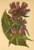ALPENFLORA ALPINE FLOWERS. Gentiana pannonica Scop-Pannonischer Enzian 1897