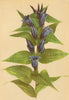 ALPENFLORA ALPINE FLOWERS. Gentiana asclepiadea L-Schwalbenwurz-Enzian 1897