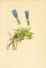 ALPENFLORA ALPINE FLOWERS. Gentiana froelichii Hladnik-Fröhlich's Enzian 1897