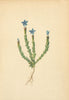ALPENFLORA ALPINE FLOWERS.Gentiana prostrata Hänke-Niedergestreckter Enzian 1897