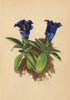 ALPENFLORA ALPINE FLOWERS. Gentiana acaulis L-Stengelloser Enzian 1897 print