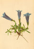 ALPENFLORA ALPINE FLOWERS. Gentiana clusii Perr. Song-Clusius Enzian 1897