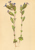 ALPENFLORA ALPINE FLOWERS. Gentiana utriculosa L-Blasiger Enzian 1897 print
