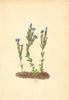 ALPENFLORA ALPINE FLOWERS. Gentiana nivalis L-Schneeenzian 1897 old print