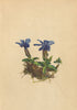 ALPENFLORA ALPINE FLOWERS. Gentiana Varna L-Frühlings-Enzian 1897 old print