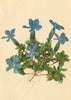 ALPENFLORA ALPINE FLOWERS. Gentiana brachyphylla Vill-Kurzblättriger Enzian 1897