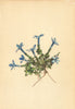ALPINE FLOWERS. Gentiana imbricata Fröl-Dachziegelblättriger Enzian 1897 print