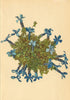 ALPENFLORA ALPINE FLOWERS. Gentiana bavarica L-Baierischer Enzian 1897 print