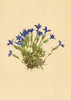 ALPENFLORA ALPINE FLOWERS. Gentiana pumila Jacq-Kleiner Enzian 1897 old print