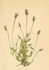 ALPENFLORA ALPINE FLOWERS. Gentiana tenella Thom-Zarter Enzian 1897 old print