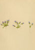 ALPENFLORA ALPINE FLOWERS. Gentiana nana Wulf-Zwergenzian 1897 old print
