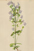ALPENFLORA ALPINE FLOWERS. Gentiana obtusifolia W-Stumpfblättriger Enzian 1897