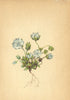 ALPENFLORA ALPINE FLOWERS.Pleurogyne carinthiaca(Wulf.)Gris-Fransenkante 1897