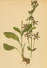 ALPENFLORA ALPINE FLOWERS. Sweertia perennis L-Tarant 1897 old antique print