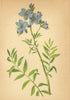 ALPENFLORA ALPINE FLOWERS. Polemonium coeruleum L-Sperrkraut 1897 old print