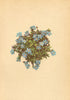 ALPENFLORA ALPINE FLOWERS. Eritrichium terglouense A. Kern-Himmelsherold 1897
