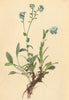 ALPENFLORA ALPINE FLOWERS.Myosotis alpestris Schmidt-Alpen-Vergissmeinnicht 1897