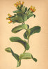 ALPENFLORA ALPINE FLOWERS. Cerinthe alpina Kit-Alpen-Wachsblume 1897 old print