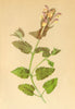 ALPENFLORA ALPINE FLOWERS. Scutellaria alpina L-Alpen-Helmkraut 1897 old print