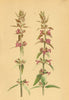 ALPENFLORA ALPINE FLOWERS. Stachys alpina L-Alpenziest 1897 old antique print