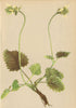 ALPENFLORA ALPINE FLOWERS.Stachys alopecuros(L.)Benth-Fuchsschwanz-Ziest 1897