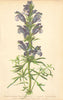 ALPENFLORA ALPINE FLOWERS. Dracocephalum Ruyschianum L-Ruysch's Drachenkopf 1897