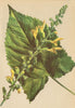 ALPENFLORA ALPINE FLOWERS. Salvia glutinosa L-Klebriger Salbei 1897 old print